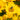 Solanna Bright Touch Coreopsis - Monrovia