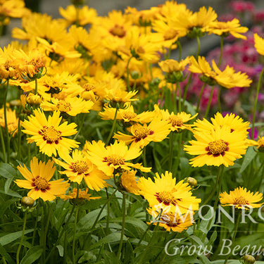Solanna Bright Touch Coreopsis - Monrovia