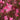 Grace Compact Pink Gaura - Monrovia