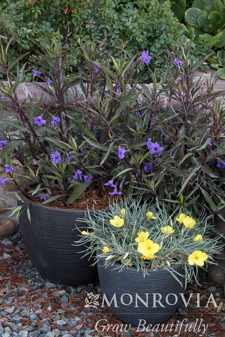 Mexican Hardy Petunia - Monrovia - Thumbnail 2