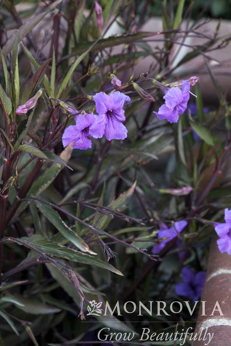 Mexican Hardy Petunia - Monrovia - Thumbnail 3