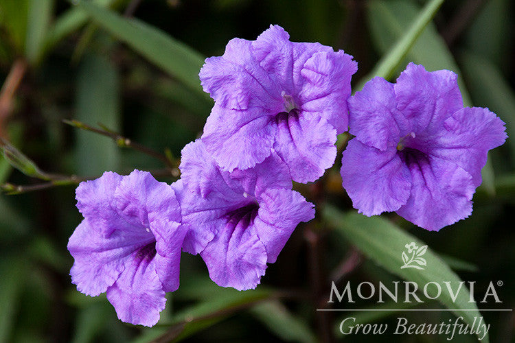 Mexican Hardy Petunia - Monrovia - Thumbnail 4