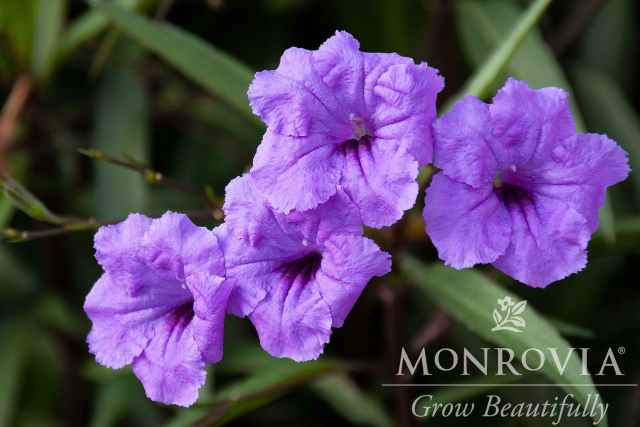 Mexican Hardy Petunia - Monrovia