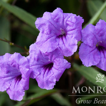 Mexican Hardy Petunia - Monrovia