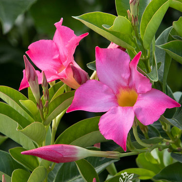 Sunvilla Pink Mandevilla - Monrovia