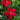 Sunvilla Red Mandevilla - Monrovia