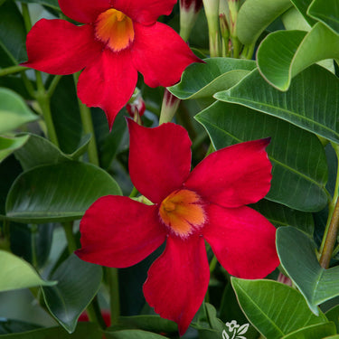 Sunvilla Red Mandevilla - Monrovia