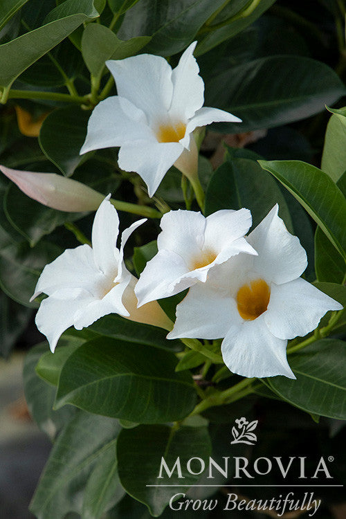 Sunvilla White Mandevilla - Thumbnail 3