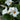 Sunvilla White Mandevilla - Monrovia