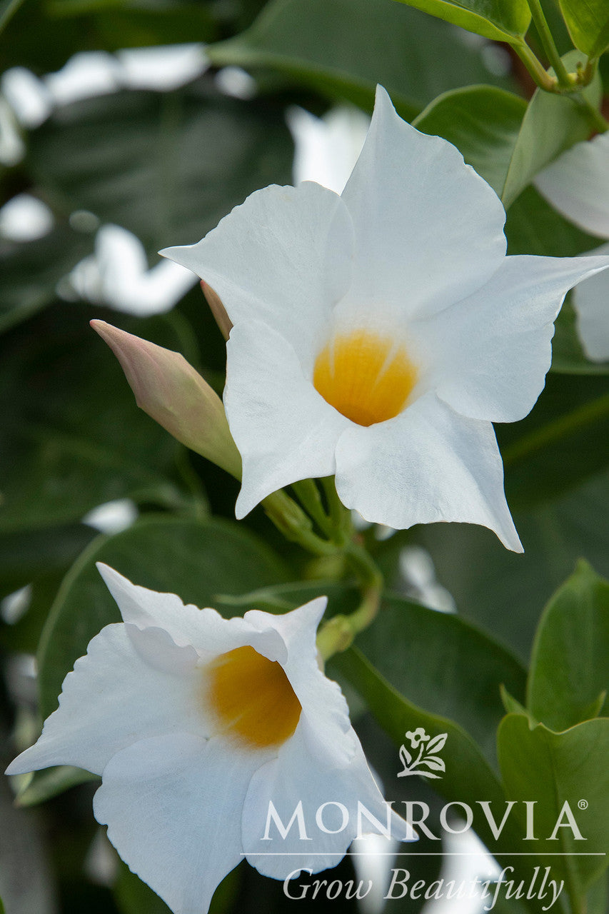 Sunvilla White Mandevilla - Thumbnail 4