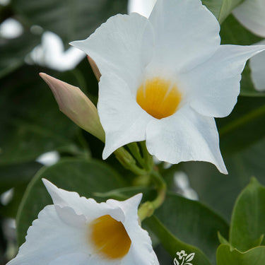 Sunvilla White Mandevilla - Monrovia