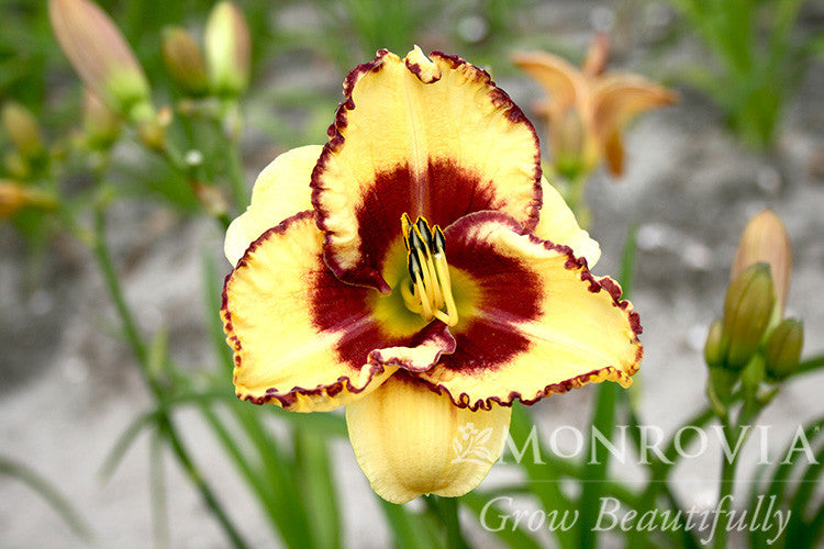 Blazing Skye Daylily