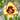 Blazing Skye Daylily - Monrovia