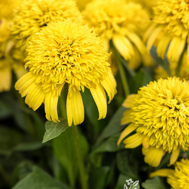 Sunny Days Lemon Coneflower - Monrovia