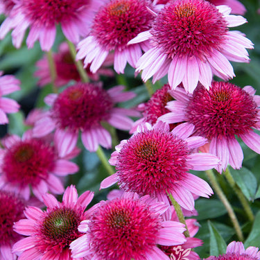 Sunny Days Ruby Coneflower - Monrovia