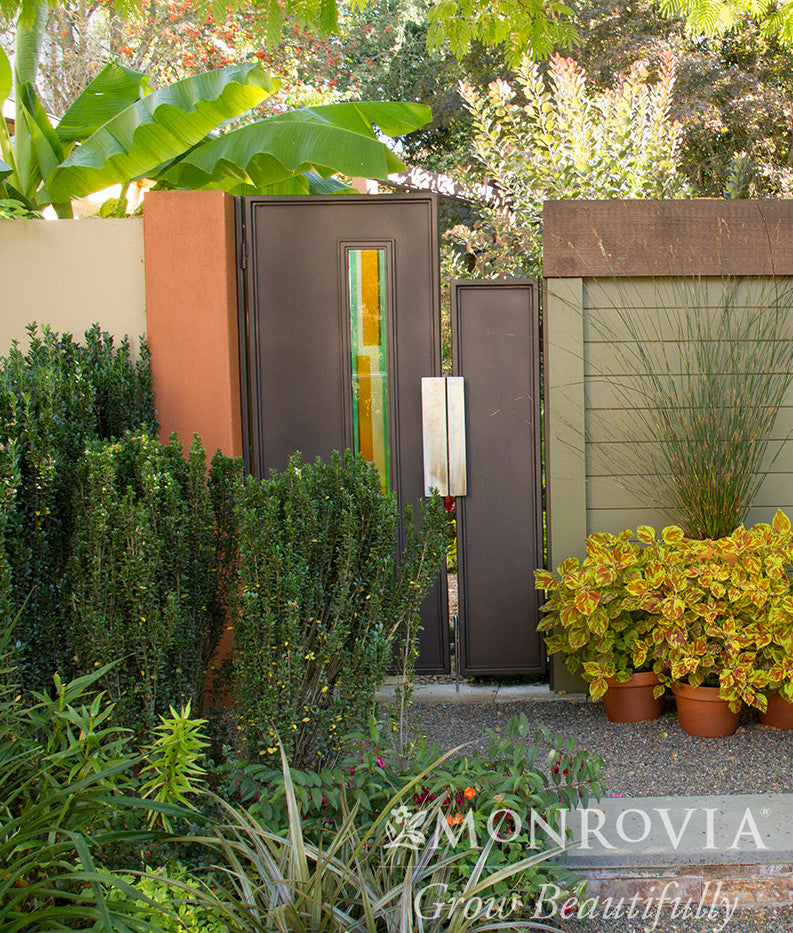 Sky Pencil Japanese Holly - Thumbnail 3