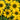 Kismet® Yellow Coneflower - Monrovia