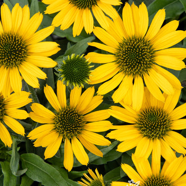 Kismet® Yellow Coneflower - Monrovia