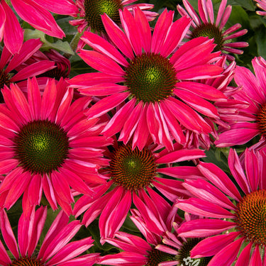 Kismet® Raspberry Coneflower - Monrovia
