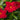 Sunvilla Giant Red Mandevilla - Monrovia