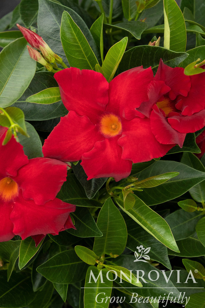 Sunvilla Giant Red Mandevilla