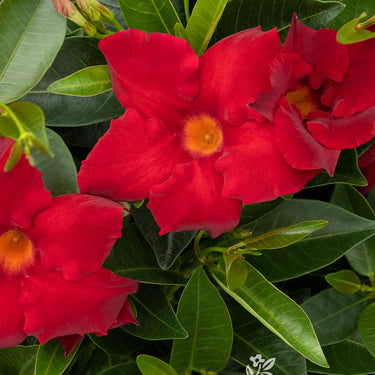 Sunvilla Giant Red Mandevilla - Monrovia