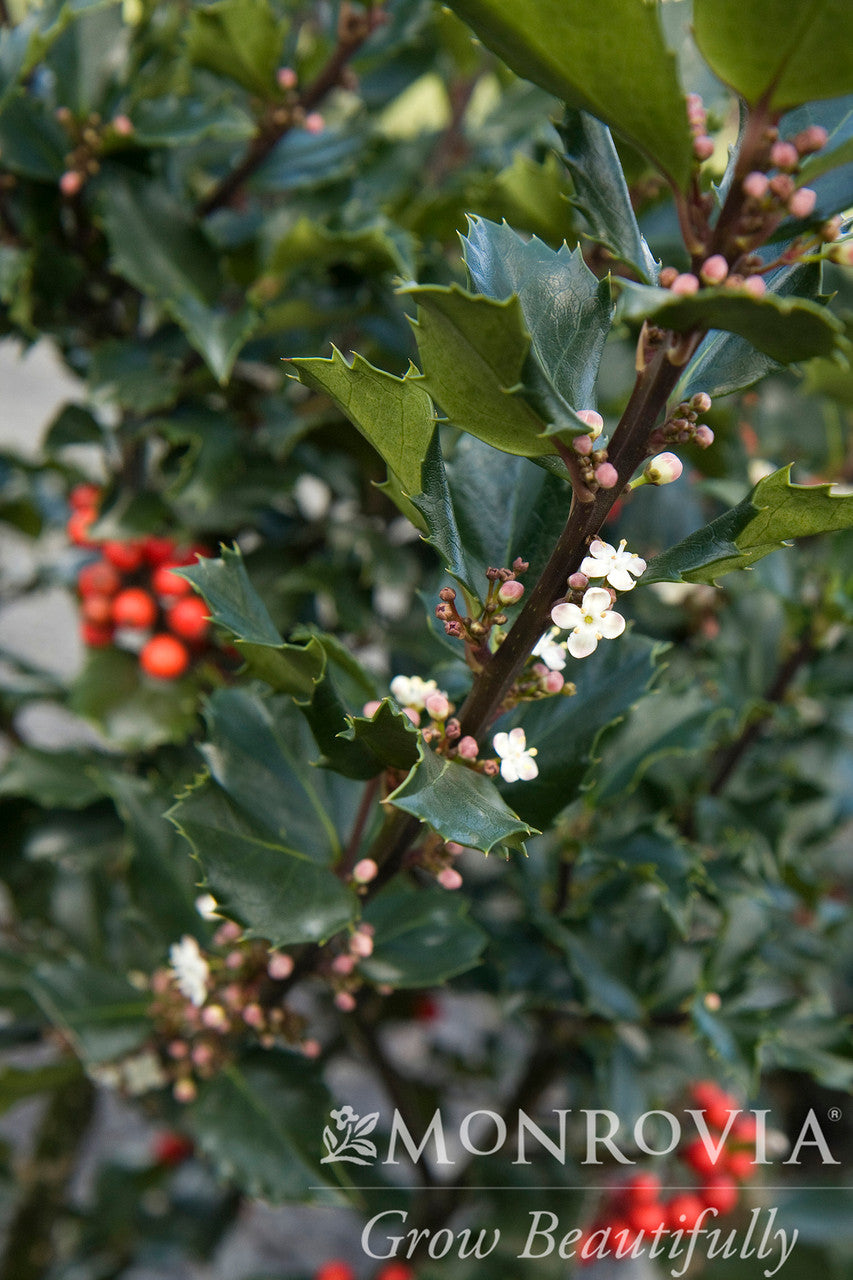 Berri-Magic Royalty Holly Combination - Thumbnail 2