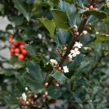 Berri-Magic® Royalty Holly Combination - Monrovia