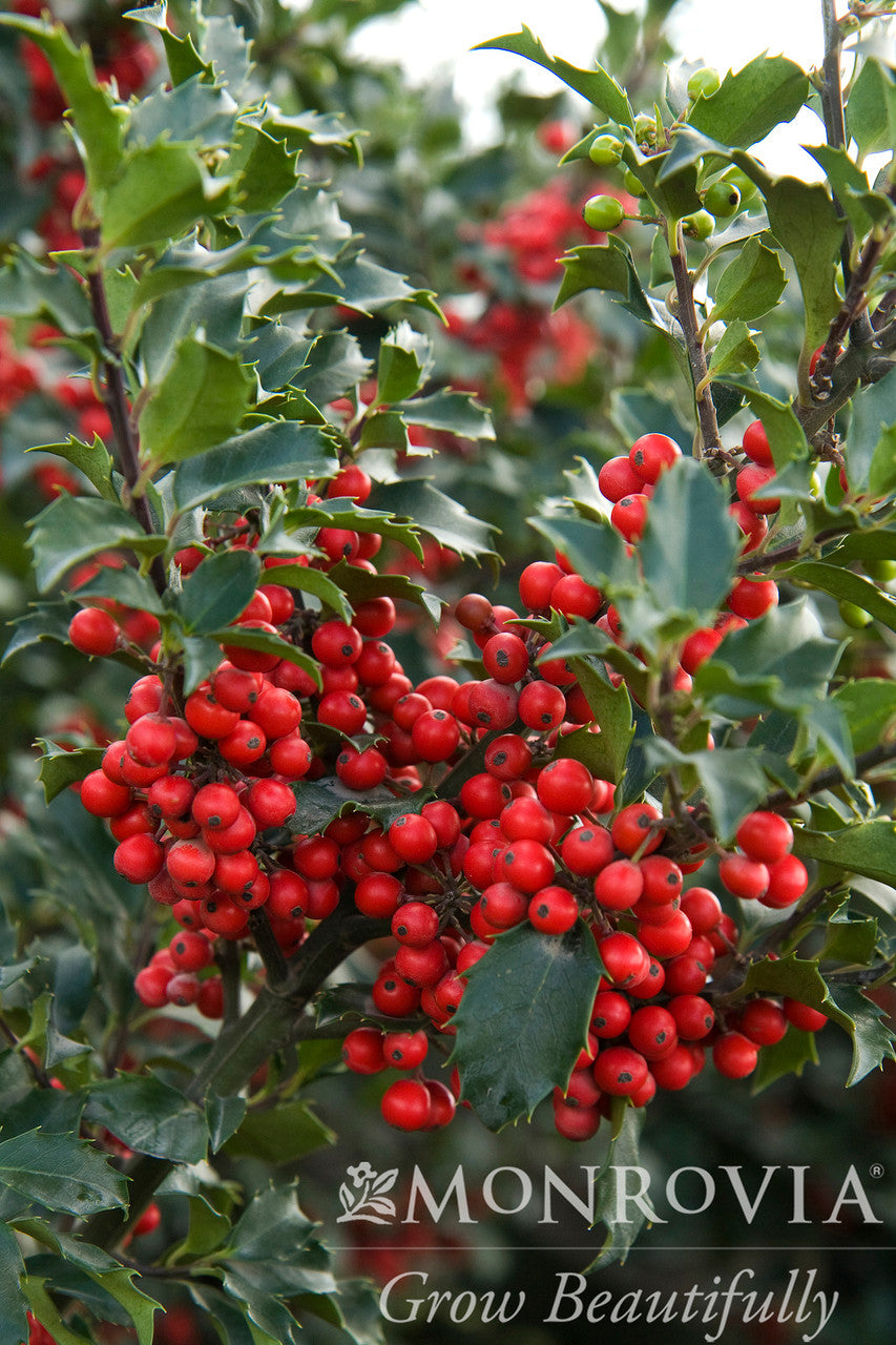 Berri-Magic Royalty Holly Combination