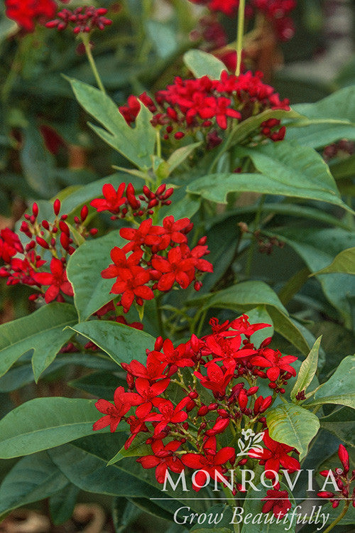Compact Spicy Jatropha - Monrovia – Armstrong Garden Centers