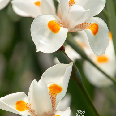 Katrina® African Iris - Monrovia
