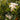 Southern Moon® Yedda Hawthorn - Monrovia