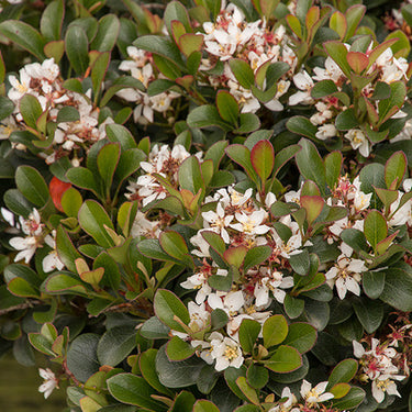 Southern Moon® Yedda Hawthorn - Monrovia
