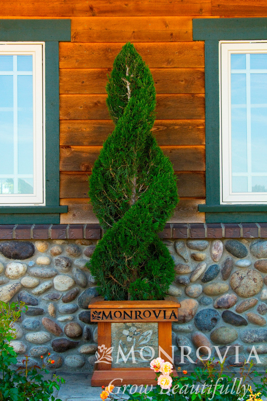 Spartan Juniper - Thumbnail 2