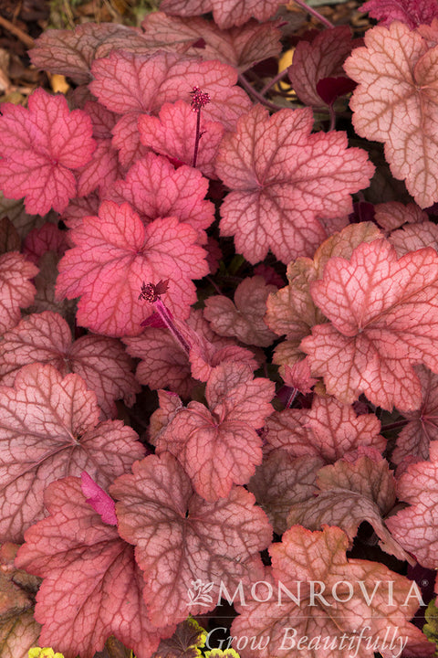 Georgia Peach Heuchera - Monrovia