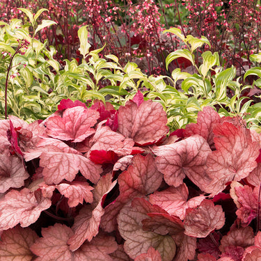 Georgia Peach Heuchera - Monrovia