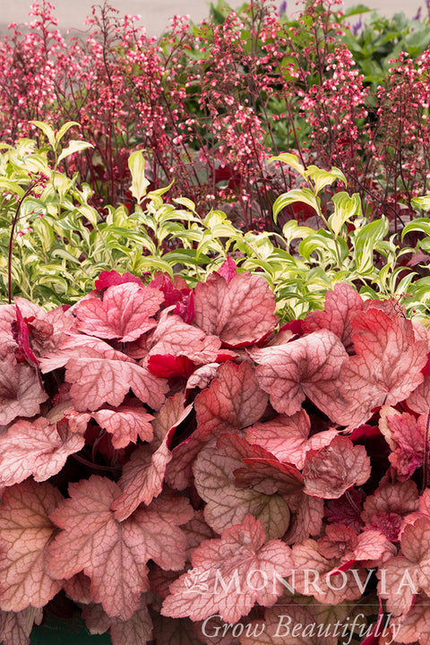Georgia Peach Heuchera - Monrovia