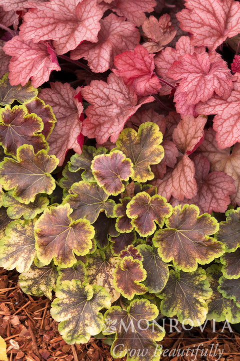 Georgia Peach Heuchera - Monrovia
