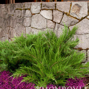 Mint Julep® Juniper - Monrovia