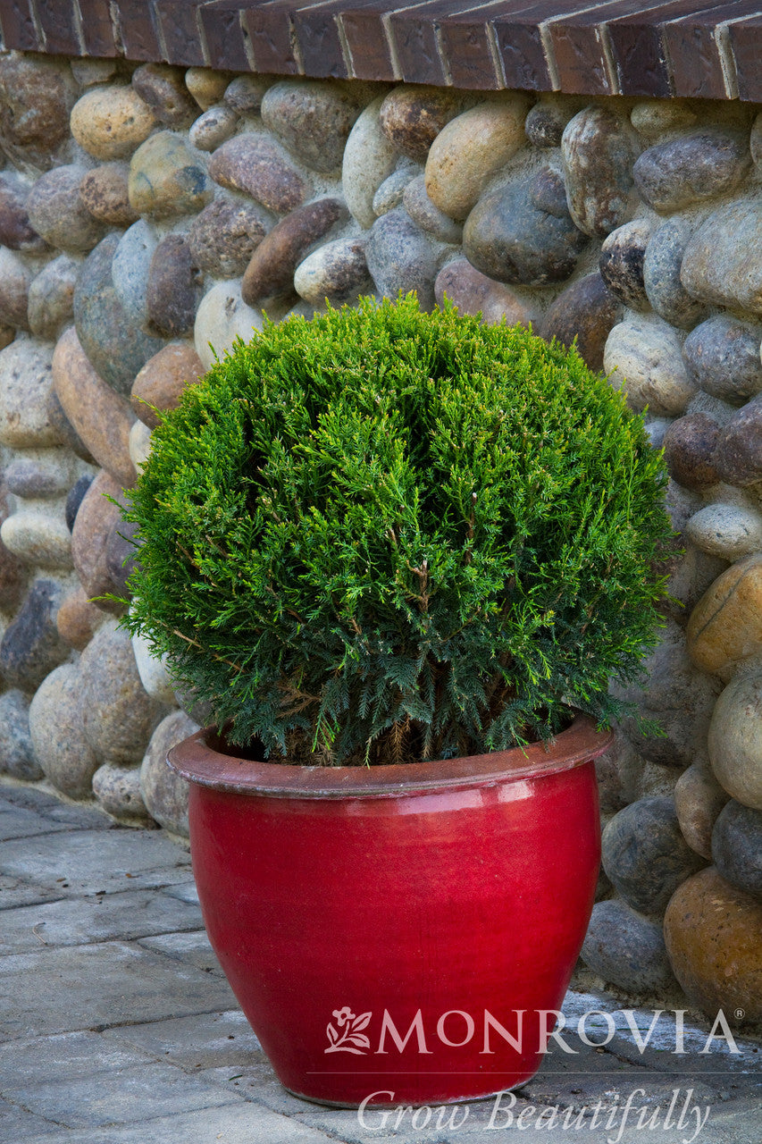 Mint Julep Juniper - Thumbnail 2