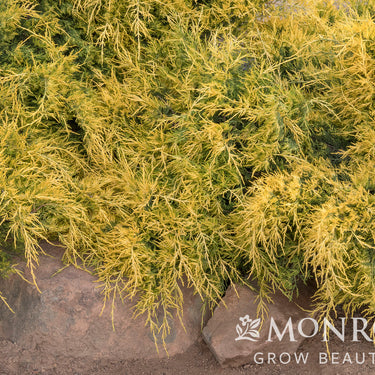 Sea of Gold® Juniper - Monrovia