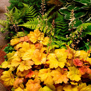 Southern Comfort Heuchera - Monrovia