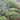 Icee Blue® Juniper - Monrovia