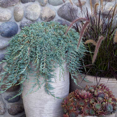 Icee Blue® Juniper - Monrovia