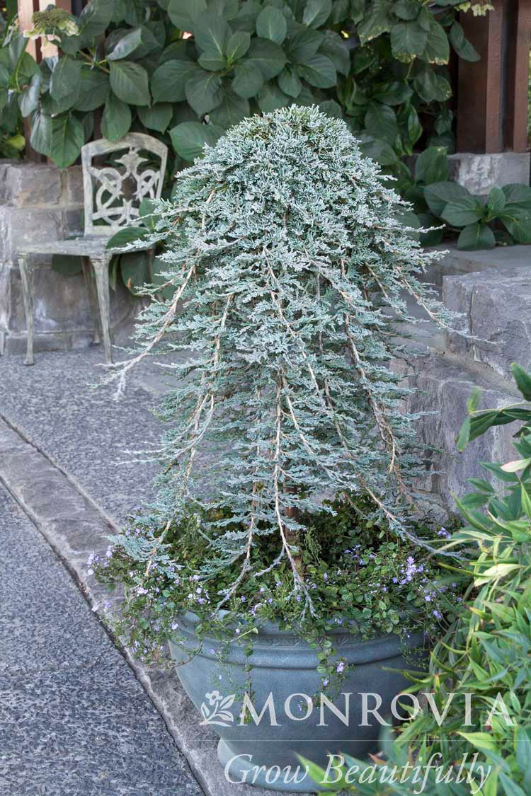 Monrovia Juniper - Thumbnail 2