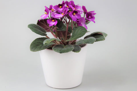 African Violet with a Ceramic  Pot