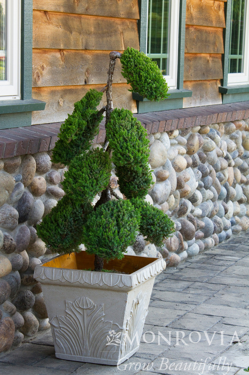 Dwarf Japanese Garden Juniper - Monrovia – Armstrong Garden Centers