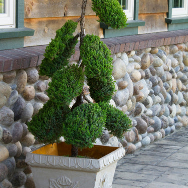 Dwarf Japanese Garden Juniper - Monrovia