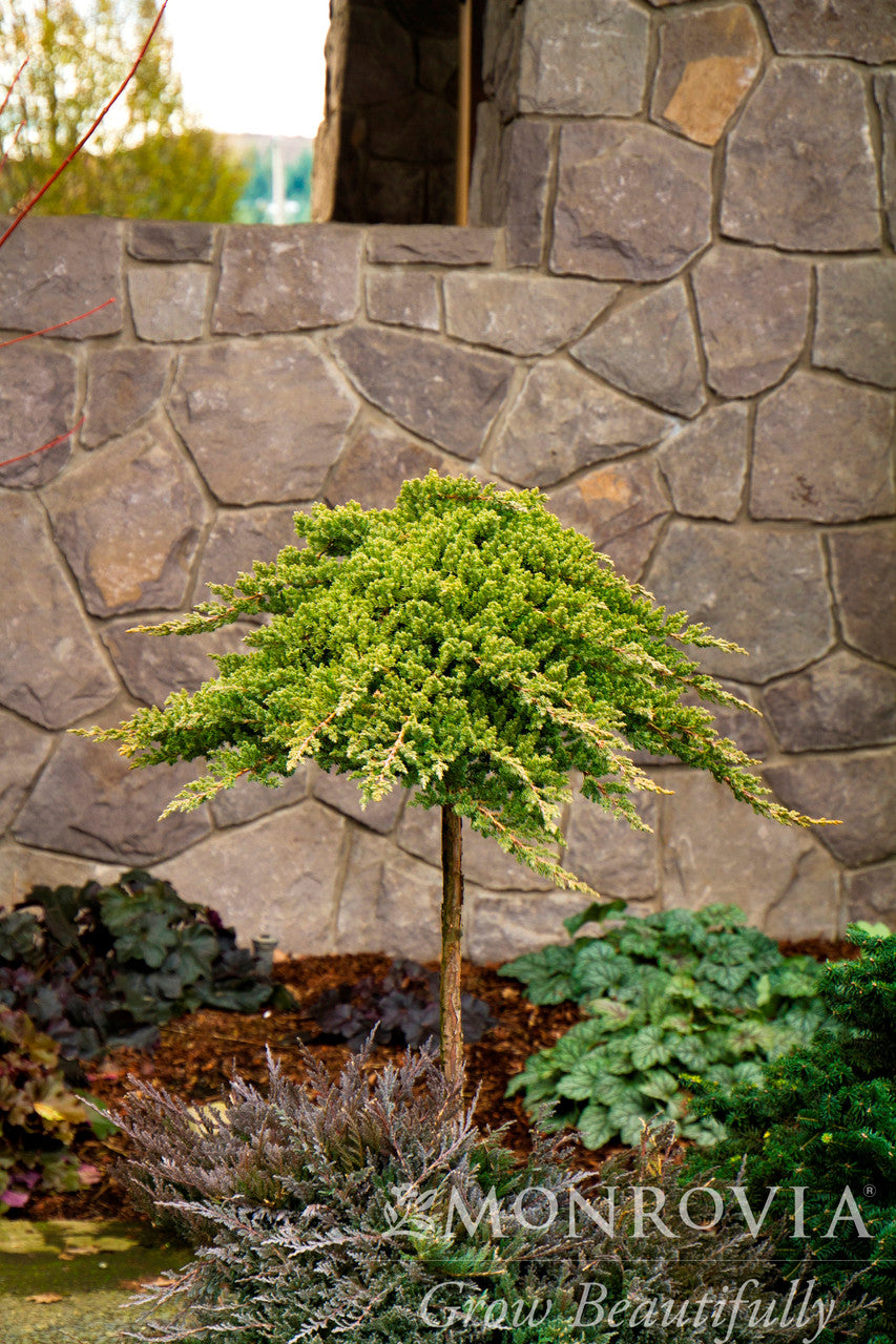 Dwarf Japanese Garden Juniper - Monrovia – Armstrong Garden Centers
