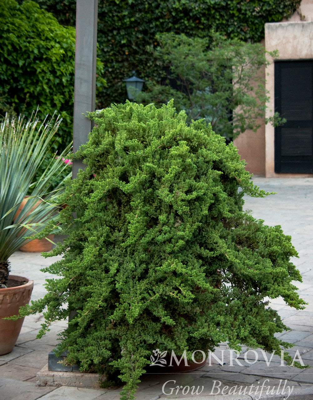 Dwarf Japanese Garden Juniper - Monrovia – Armstrong Garden Centers